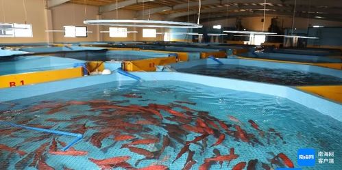 海南全省產(chǎn)業(yè)園區(qū)國(guó)慶期間搶抓生產(chǎn)建設(shè)忙鳳凰網(wǎng)海南 鳳凰網(wǎng)